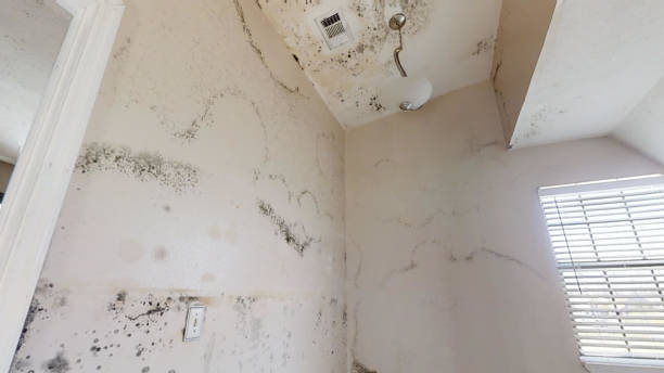 Best Mold Damage Restoration  in West Kittanning, PA