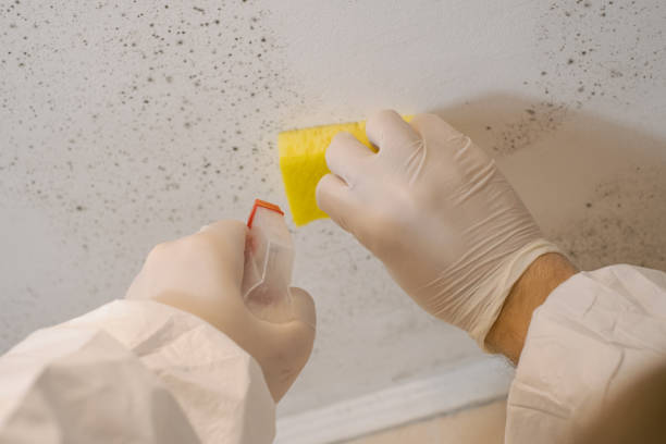 Best Basement Mold Removal  in West Kittanning, PA